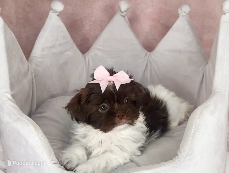 Zoey – Shih Tzu puppy for sale in New Braunfels, TX