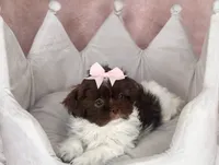 Zoey, a female Shih Tzu for sale in New Braunfels, TX – 1 of 4