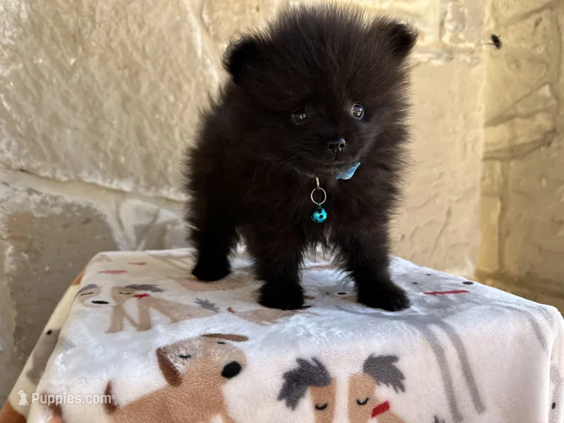Knight  – Pomeranian puppy for sale in New Braunfels, TX