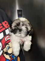 Kizer, a male Shih Tzu for sale in New Braunfels, TX – Photo 2 of 3