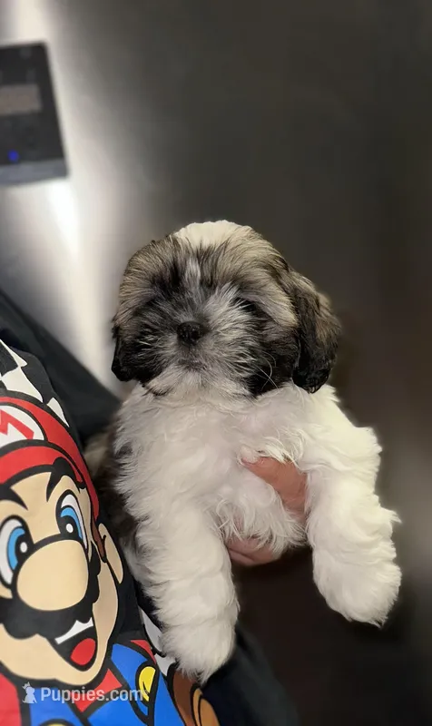 Kizer – Shih Tzu puppy for sale in New Braunfels, TX