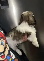 Kizer, a male Shih Tzu for sale in New Braunfels, TX – Photo 3 of 3