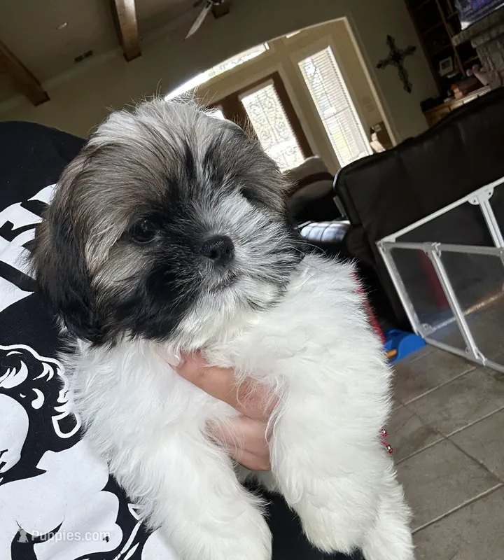 Kizer – Shih Tzu puppy for sale in New Braunfels, TX