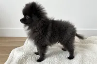 Pepe💙TINY🔥830-660-4641, a male Pomeranian for sale in New Braunfels, TX – 3 of 5