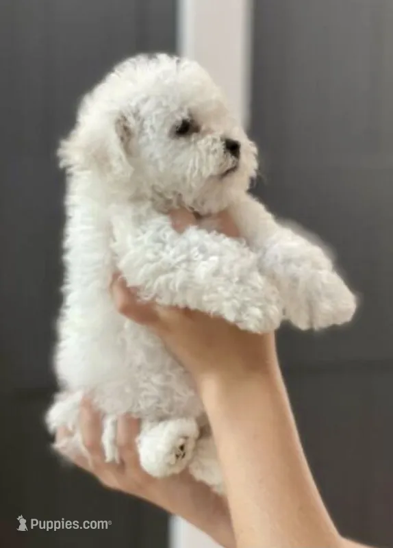 Arlo – Maltipoo puppy for sale in New Braunfels, TX