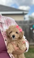 Lola, a female Poodle - Toy  for sale in New Braunfels, TX – Photo 2 of 2