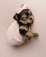 Stella🎀830-660-4641, a female Yorkshire Terrier for sale in New Braunfels, TX – 2 of 4