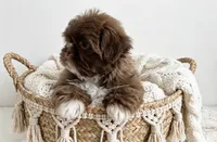 Mason/830-660-4641, a male Shih Tzu for sale in New Braunfels, TX – 3 of 3