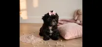 Molly, a female Shih Tzu for sale in New Braunfels, TX – 2 of 3