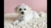 Annie🎀830-660-4641, a female Maltipoo for sale in New Braunfels, TX – 4 of 4