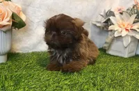 Prince , a male Shih Tzu for sale in New Braunfels, TX – Photo 4 of 4