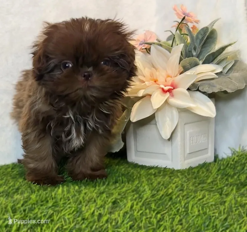 Prince  – Shih Tzu puppy for sale in New Braunfels, TX
