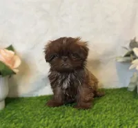 Prince , a male Shih Tzu for sale in New Braunfels, TX – Photo 2 of 4