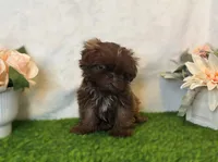 Prince , a male Shih Tzu for sale in New Braunfels, TX – Photo 3 of 4