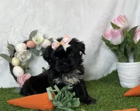 Riley imperial , a female Shih Tzu for sale in New Braunfels, TX – Photo 2 of 8