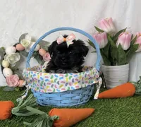 Riley imperial , a female Shih Tzu for sale in New Braunfels, TX – Photo 5 of 8