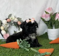 Riley imperial , a female Shih Tzu for sale in New Braunfels, TX – Photo 4 of 8