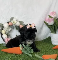 Riley imperial , a female Shih Tzu for sale in New Braunfels, TX – Photo 3 of 8