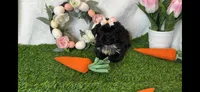 Riley imperial , a female Shih Tzu for sale in New Braunfels, TX – Photo 7 of 8
