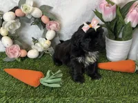 Riley imperial , a female Shih Tzu for sale in New Braunfels, TX – Photo 1 of 8