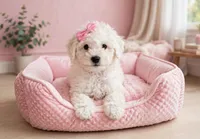 Zara, a female Maltipoo for sale in New Braunfels, TX – 3 of 4