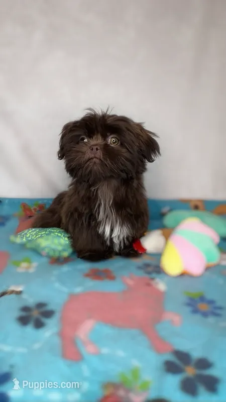 Marley *IMPERIAL* – Shih Tzu puppy for sale in New Braunfels, TX