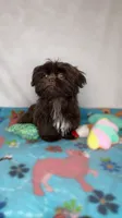 Marley *IMPERIAL*, a male Shih Tzu for sale in New Braunfels, TX – 1 of 2