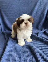 Choco , a male Shih Tzu for sale in New Braunfels, TX – 2 of 2