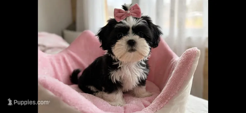 Jazzy *imperial* – Shih Tzu puppy for sale in New Braunfels, TX