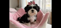 Jazzy *imperial*, a female Shih Tzu for sale in New Braunfels, TX – 1 of 3