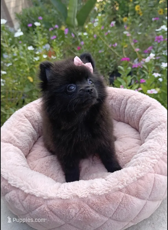 Zoey – Pomeranian puppy for sale in New Braunfels, TX