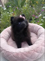 Zoey, a female Pomeranian for sale in New Braunfels, TX – 1 of 1