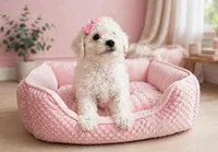 Zara, a female Maltipoo for sale in New Braunfels, TX – 4 of 4