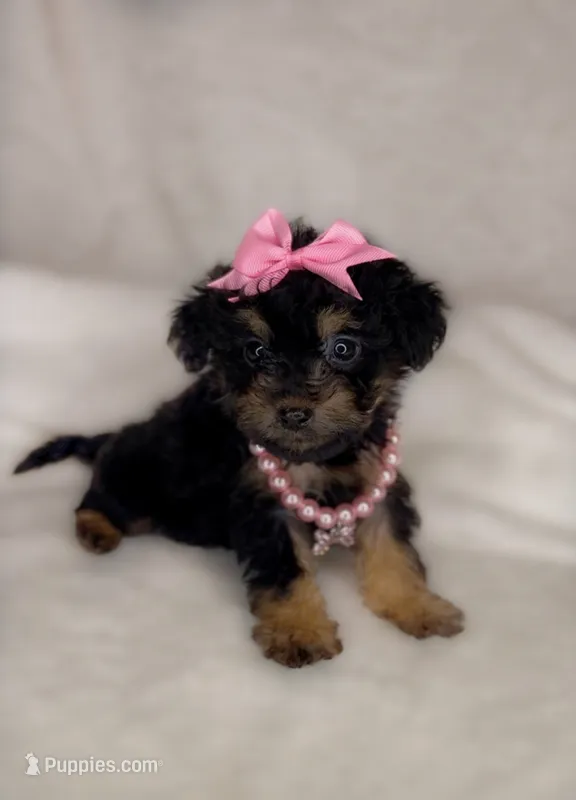 Marley – Poodle - Toy  puppy for sale in New Braunfels, TX