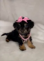 Marley, a female Poodle - Toy  for sale in New Braunfels, TX – 2 of 2