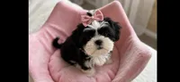 Jazzy *imperial*, a female Shih Tzu for sale in New Braunfels, TX – 2 of 3