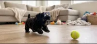 Molly, a female Shih Tzu for sale in New Braunfels, TX – 2 of 6