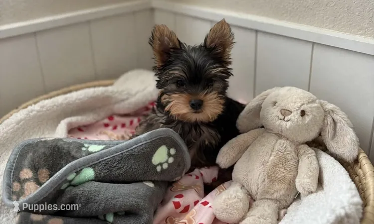 Drako💙830-660-4641 – Yorkshire Terrier puppy for sale in New Braunfels, TX
