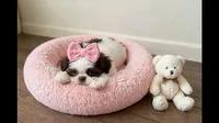 Daisy , a female Shih Tzu for sale in New Braunfels, TX – 2 of 2