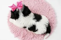 Dolly, a female Shih Tzu for sale in New Braunfels, TX – 3 of 4