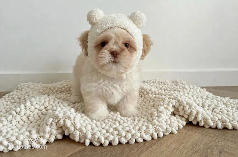 Jasper/830-660-4641 – Shih Tzu puppy for sale in New Braunfels, TX
