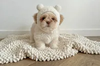 Jasper/830-660-4641, a male Shih Tzu for sale in New Braunfels, TX – 1 of 3