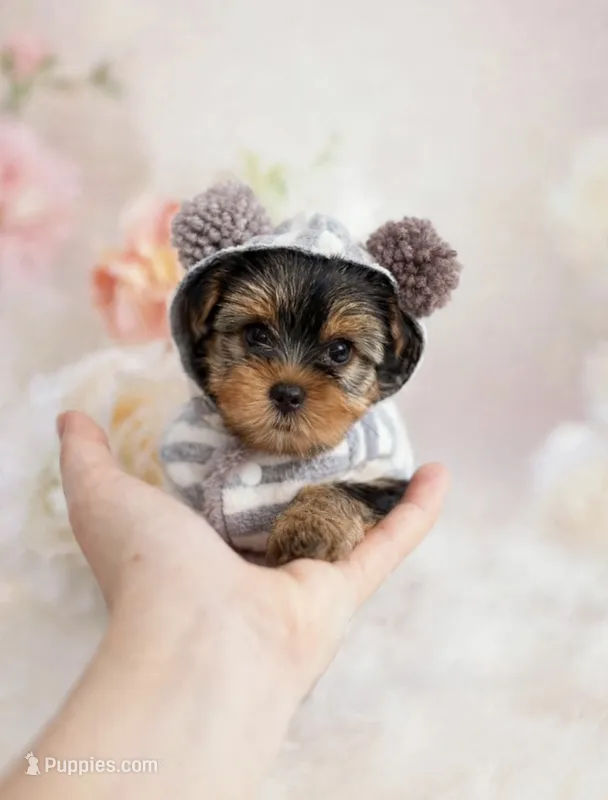Drako💙830-660-4641 – Yorkshire Terrier puppy for sale in New Braunfels, TX