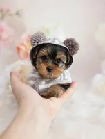 Drako💙830-660-4641, a male Yorkshire Terrier for sale in New Braunfels, TX – 1 of 4