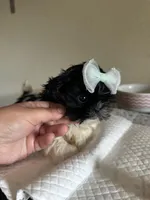 Princess, a female Shih Tzu for sale in New Braunfels, TX – Photo 3 of 3