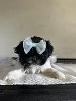 Princess, a female Shih Tzu for sale in New Braunfels, TX – Photo 1 of 3