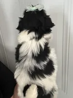 Princess, a female Shih Tzu for sale in New Braunfels, TX – Photo 2 of 3