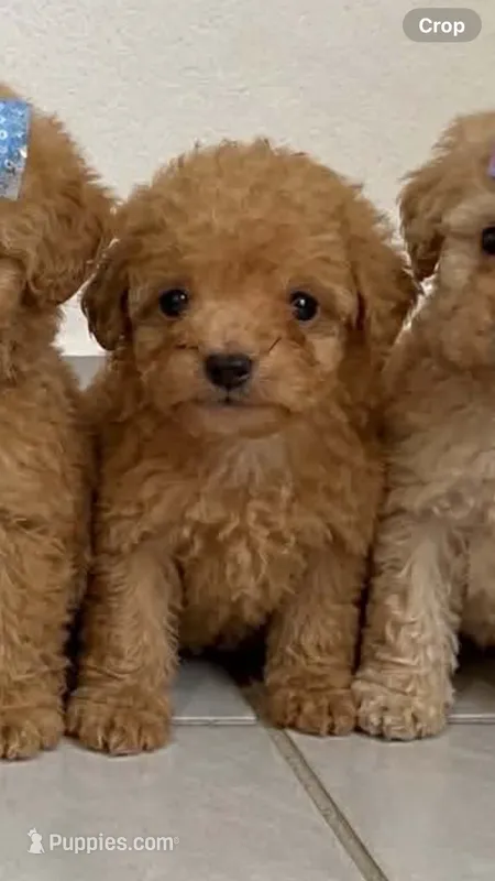 Jett *TOY* – Poodle - Toy  puppy for sale in New Braunfels, TX