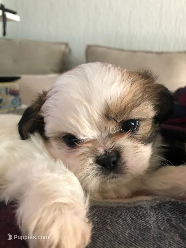 Cooper  – Shih Tzu puppy for sale in New Braunfels, TX