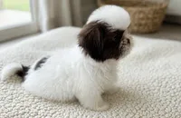 Oliver, a male Shih Tzu for sale in New Braunfels, TX – 4 of 5